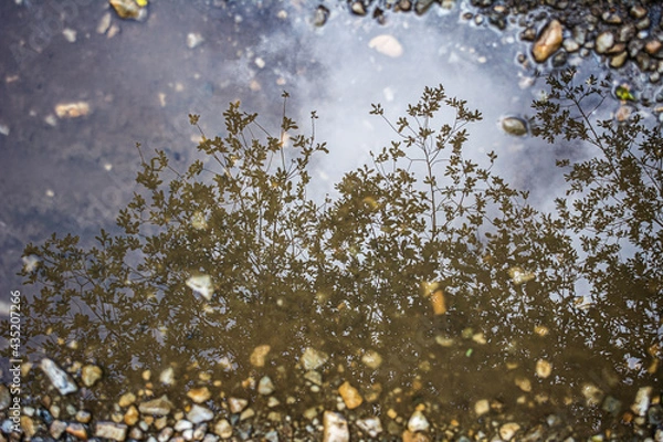 Obraz Reflection in the water