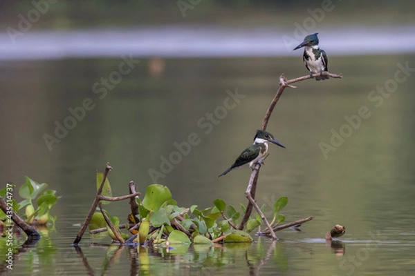 Fototapeta Amazon Kingfisher