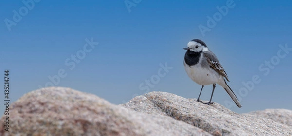 Fototapeta White Wagtail