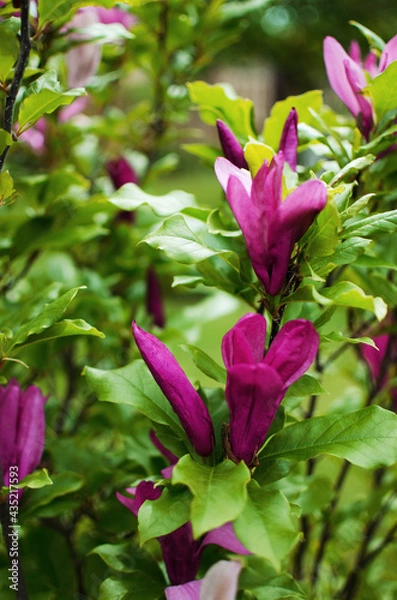 Fototapeta Adorable large magnolia flowers bloom