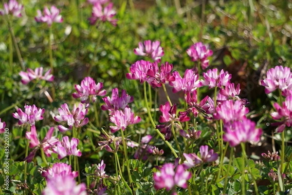 Fototapeta れんげそう