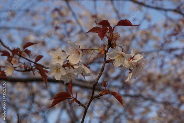 Fototapeta さくら