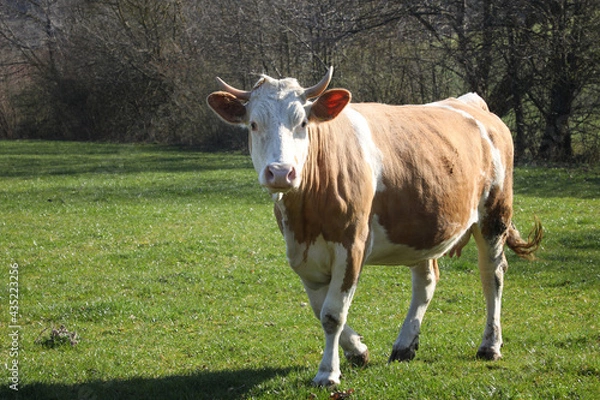 Obraz Glückliches Rind