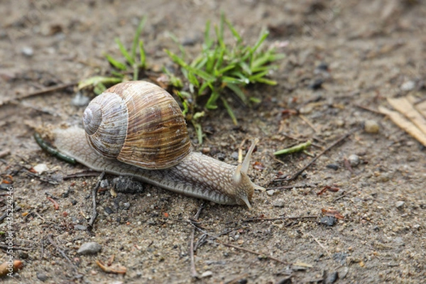 Obraz Weinbergschnecke