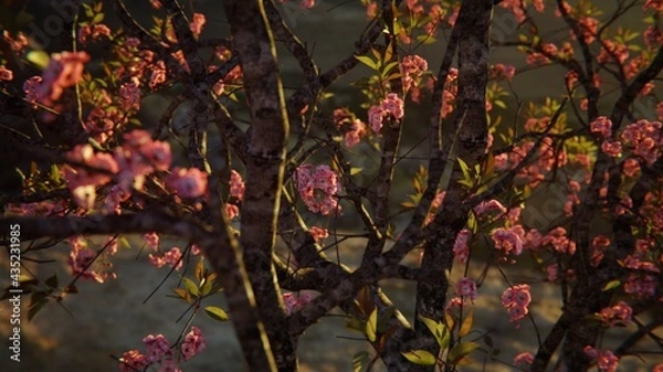 Fototapeta red leaves
