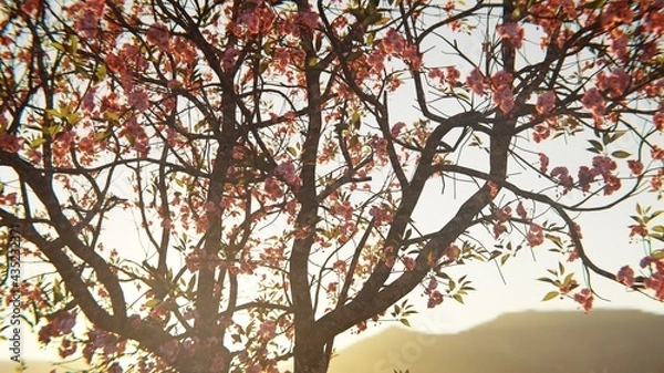 Obraz Cherry Blossom in the sun