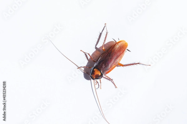 Fototapeta Cockroach isolated on white background