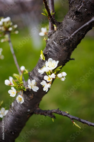Fototapeta cherry tree blossom