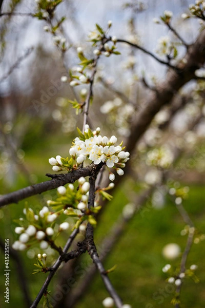 Fototapeta cherry tree blossom