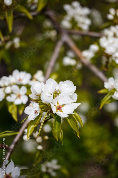 Fototapeta pear blossom