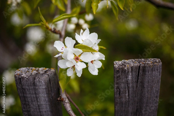 Fototapeta pear blossom