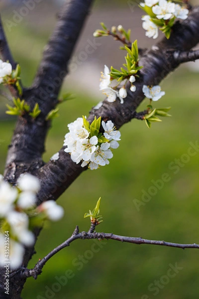 Fototapeta cherry tree blossom