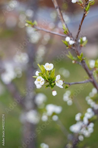 Fototapeta cherry tree blossom