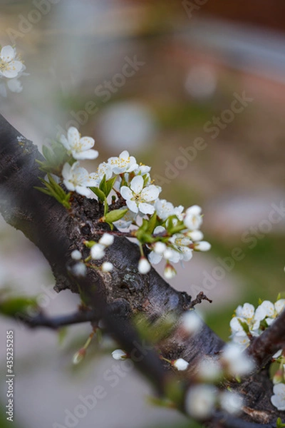 Fototapeta cherry tree blossom