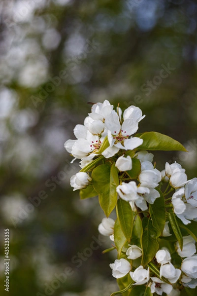 Fototapeta pear blossom