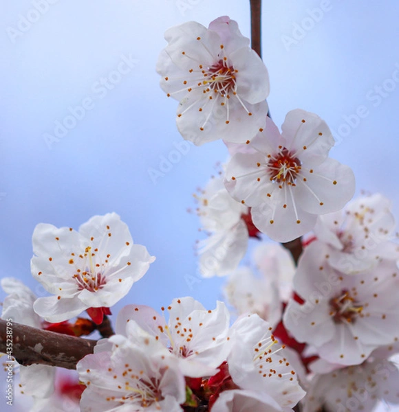 Fototapeta White flowers on an apricot tree in spring.