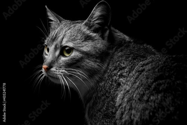 Fototapeta gray cat on a dark background, beautiful textured fur.