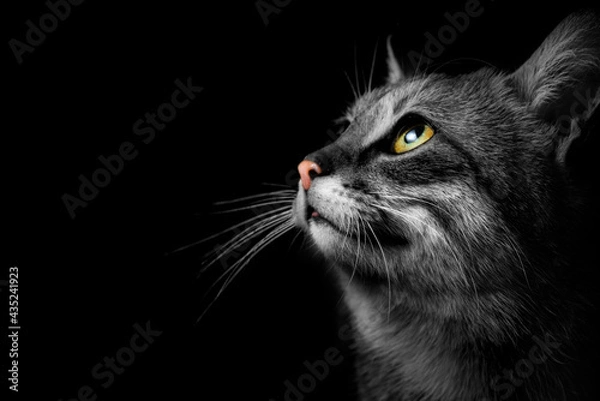 Fototapeta gray cat on a dark background, beautiful textured fur.