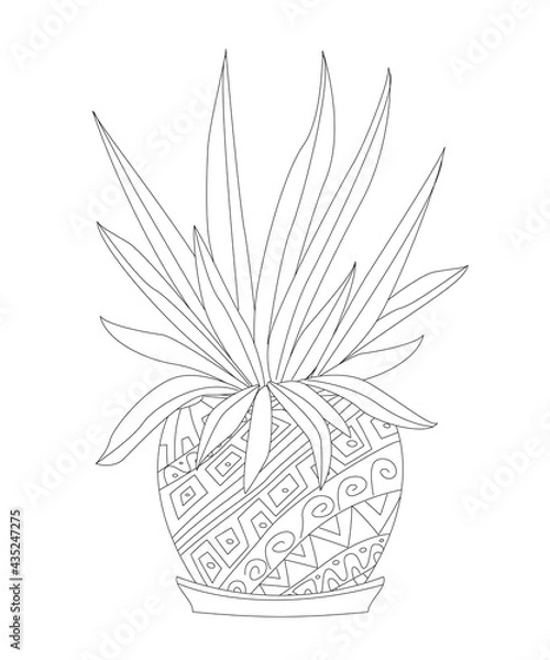 Fototapeta growing Chlorophytum flower in flowerpot for your coloring pages