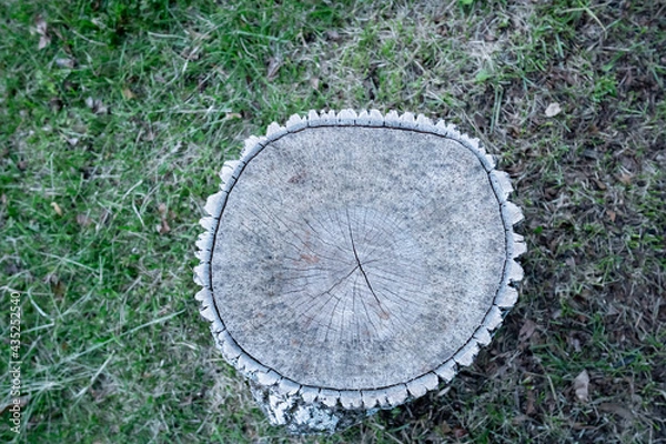 Fototapeta Seasoned section of a cut down tree left for a year to dry, ready for quartering, splitting with an axe to stack a chord of winter firewood logs in the back yard garden
