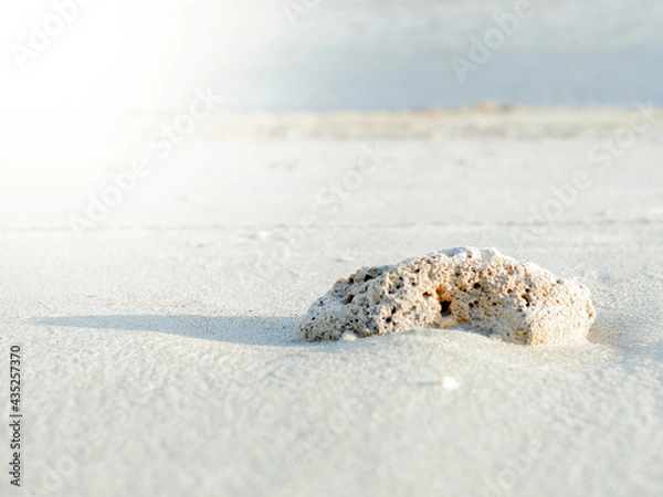 Obraz seashell on the beach