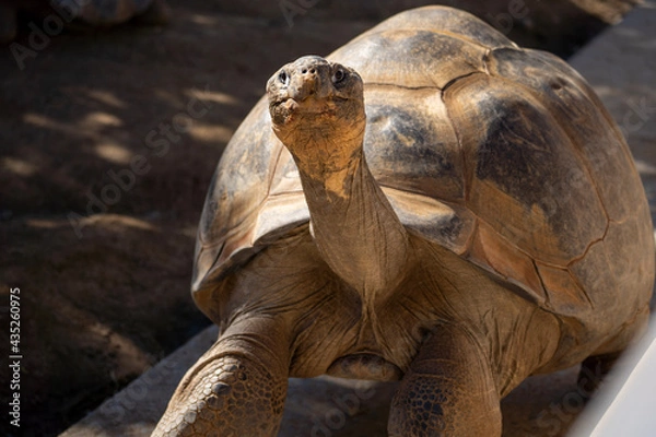 Fototapeta Galapagos tortoise