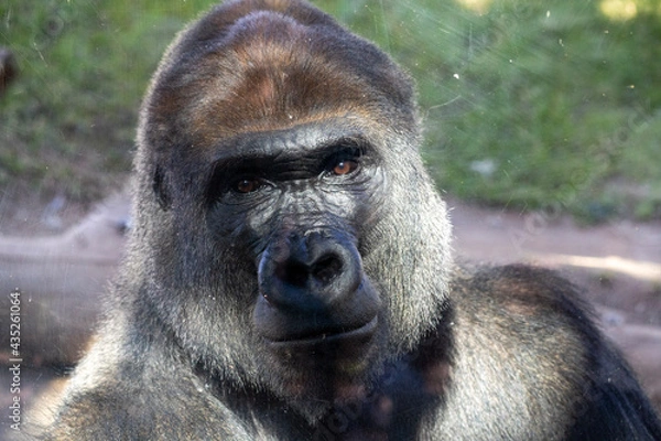 Fototapeta Gorilla Poirtrait