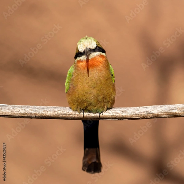 Fototapeta lilac roller