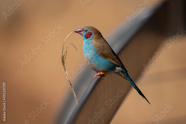 Fototapeta lilac breasted roller bird 