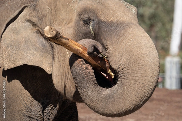 Fototapeta elephant in the zoo
