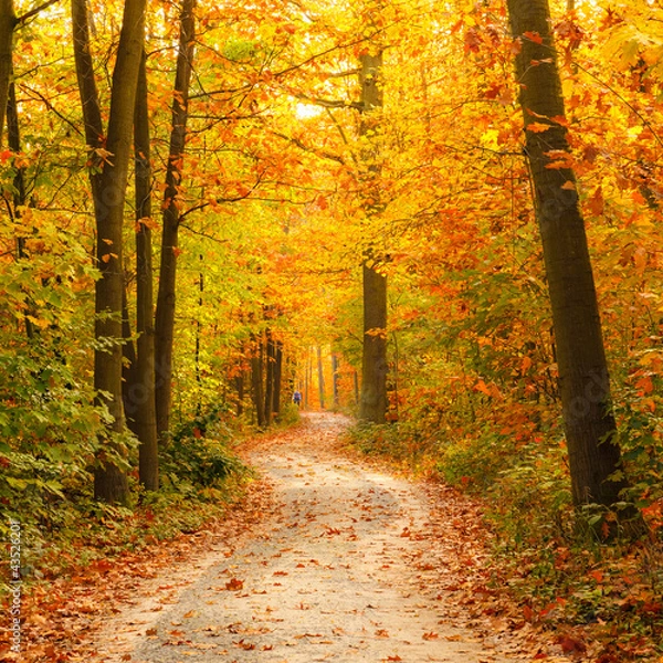 Fototapeta Pathway in the autumn forest