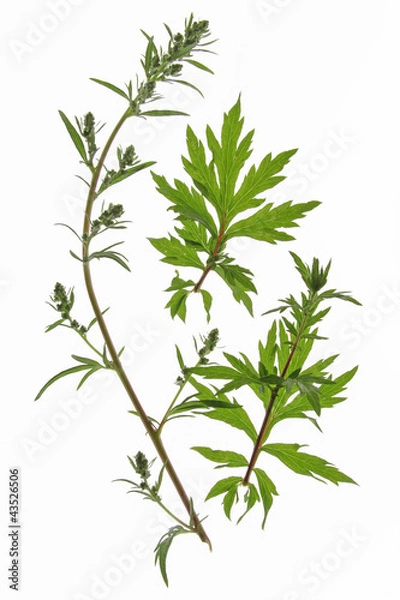 Obraz Beifuss Artemisia vulgaris