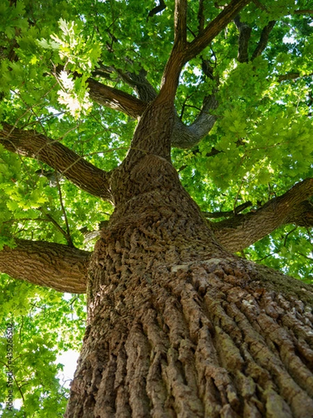 Obraz Baumkrone, Sommer, Blätter