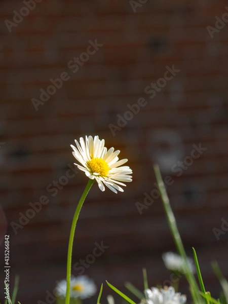 Obraz Gänseblümchen