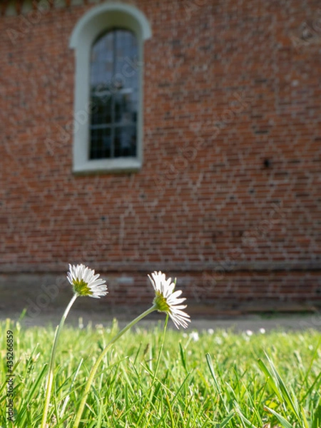 Obraz Gänseblümchen