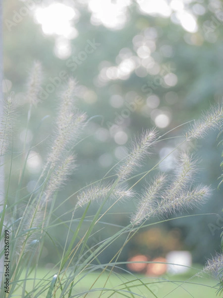 Obraz Lampenputzergras, high key