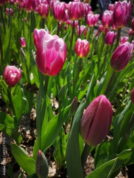 Obraz Blooming tulips of Lustige Witwe sort in the middle of the field tulips