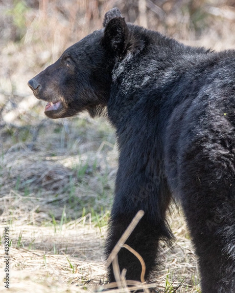 Obraz Side behind shot of a wild black bear in spring time environment after coming out of hibernation in northern Canada. 