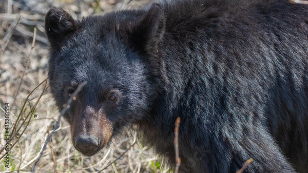 Obraz Close up face of a black bear seen in the wild eating with grass, greenery in its mouth with tounge, teeth showing. Blurred brown background.