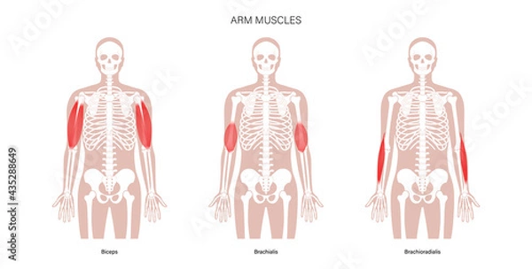 Obraz Human arm muscles