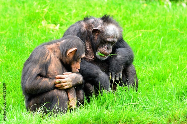 Fototapeta Chimpanzee