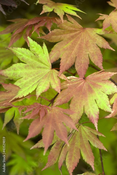 Obraz acer shirasawanum 'autumn moon' summer foliage