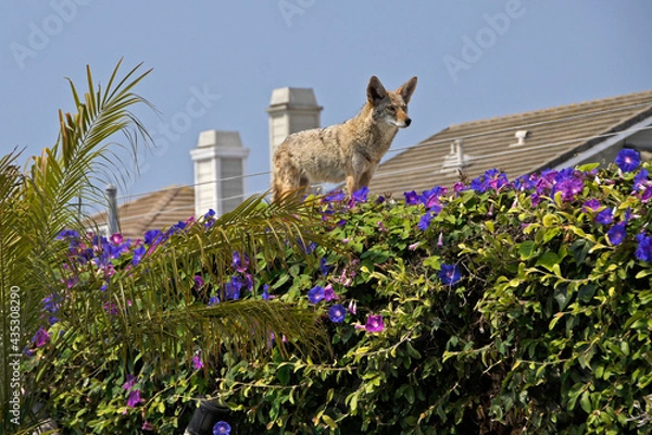 Fototapeta Coyote standing on top of wall covered in morning glories with two-story homes in the background, Huntington Beach, Orange County, California