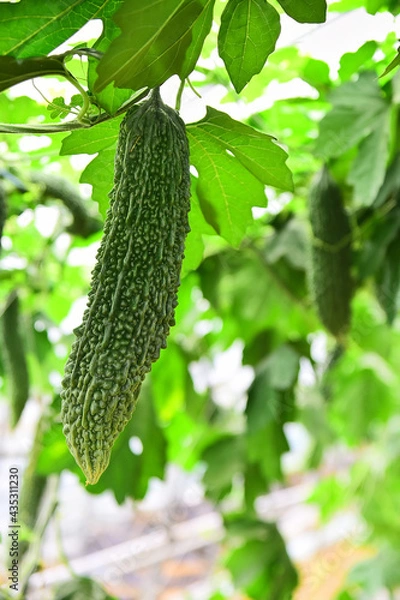 Obraz 건강식품인 여주 열매