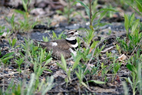Obraz Killdeer