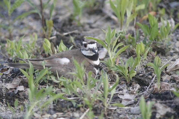 Obraz Killdeer