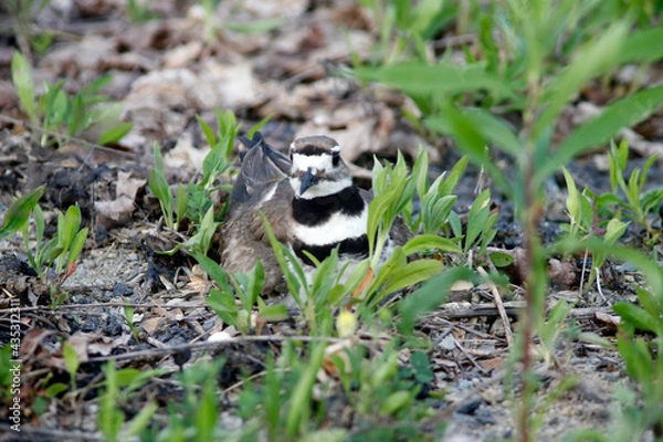 Obraz Killdeer