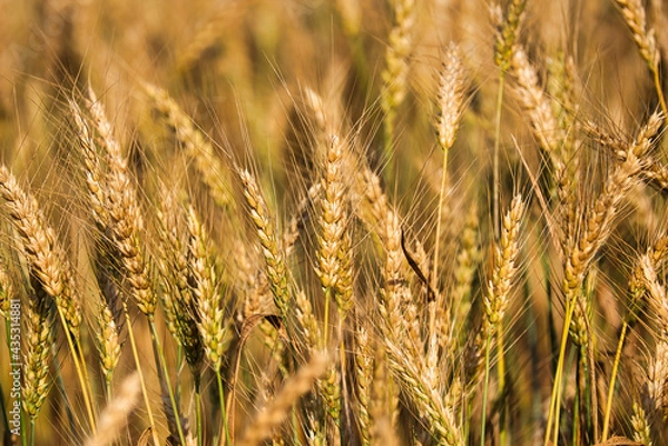 Obraz A close up of golden wheat in a field ready for harvest in South Carolina.