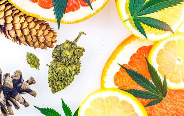 Fototapeta Cannabis terpenes concept with Marijuana bud lemons grapefruit leafs and pine cones