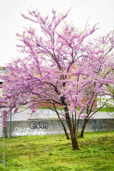 Fototapeta Flowering Redbud Tree Growing in City Park